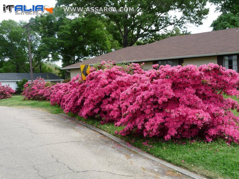 Primavera a Baton rouge,Louisiana