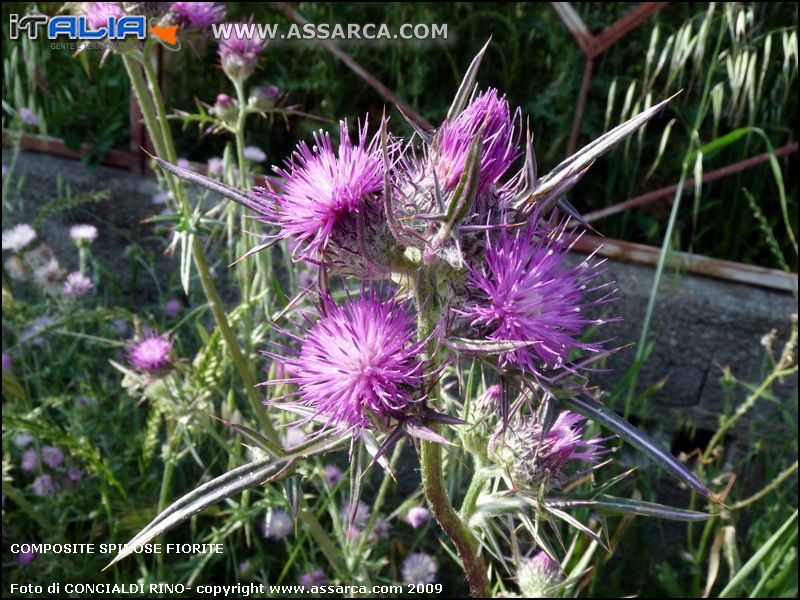 Composite spinose fiorite