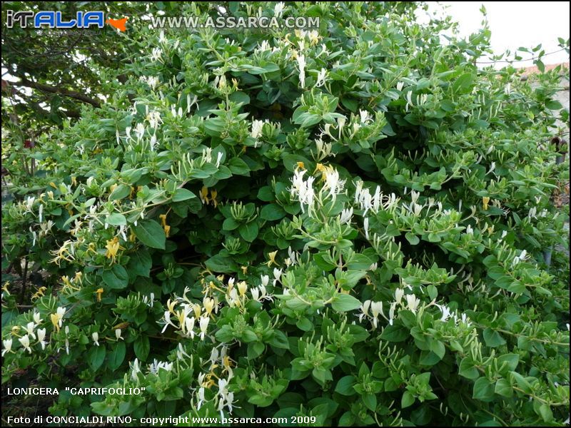 Lonicera  "Caprifoglio"