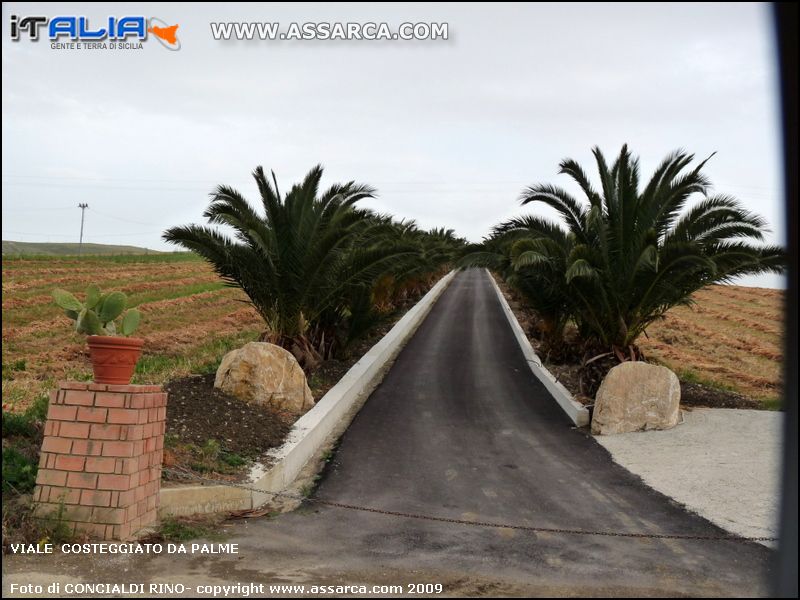 Viale  costeggiato da palme