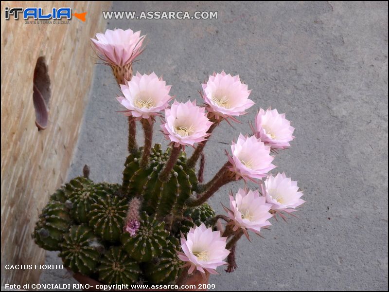 Cactus fiorito