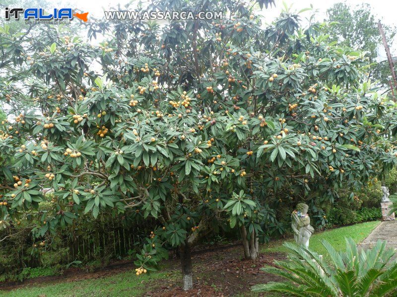 FRUTTI  STAGIONALI DEL MIO GIARDINO