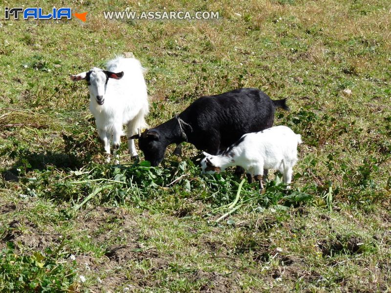 Caprette tibetane al pascolo