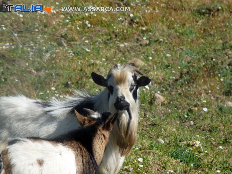 Caprone tibetano...... e consorte