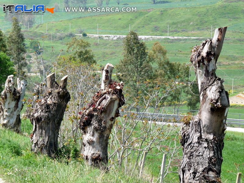 Natura........violentata