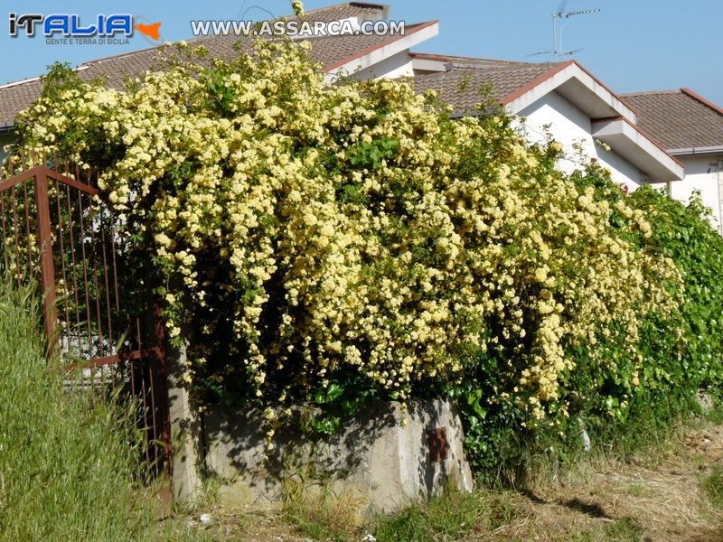 Roselline di Santa Teresa