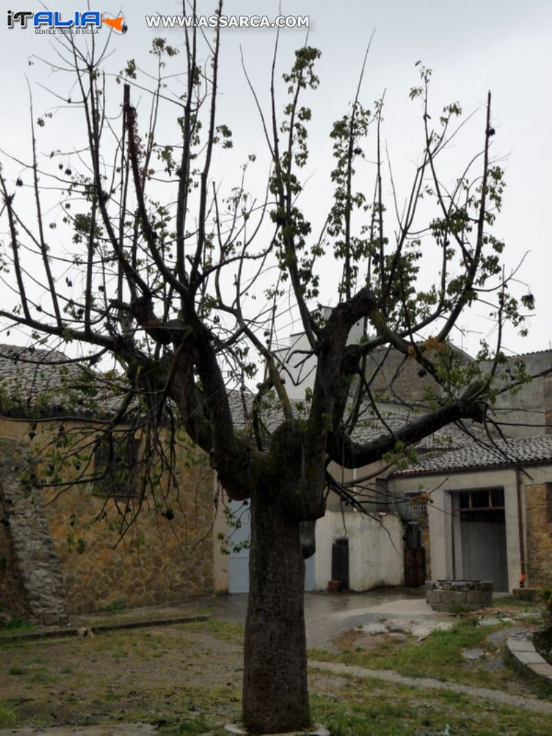 L`albero che ha visto crescere tante generazioni