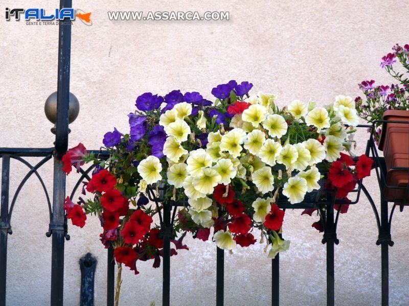 Balconi in fiore