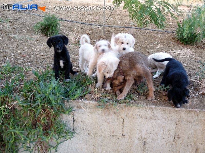 Cuccioli in cerca di.......... un nuovo padrone