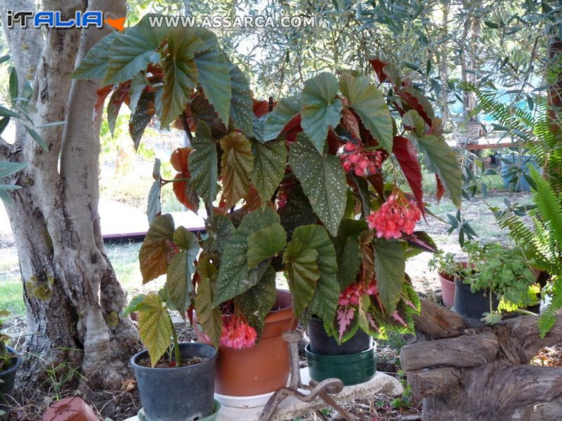 Una rigogliosa pianta di begonia