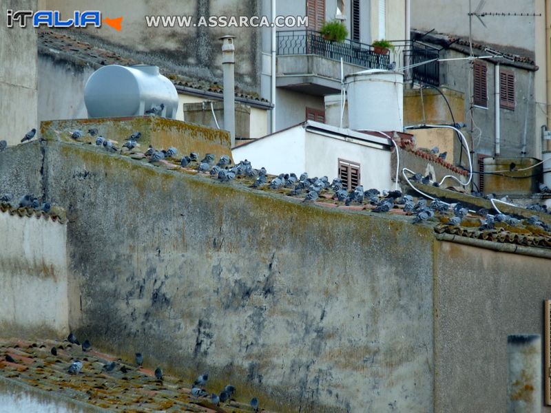 Riunione di colombi ....sui tetti