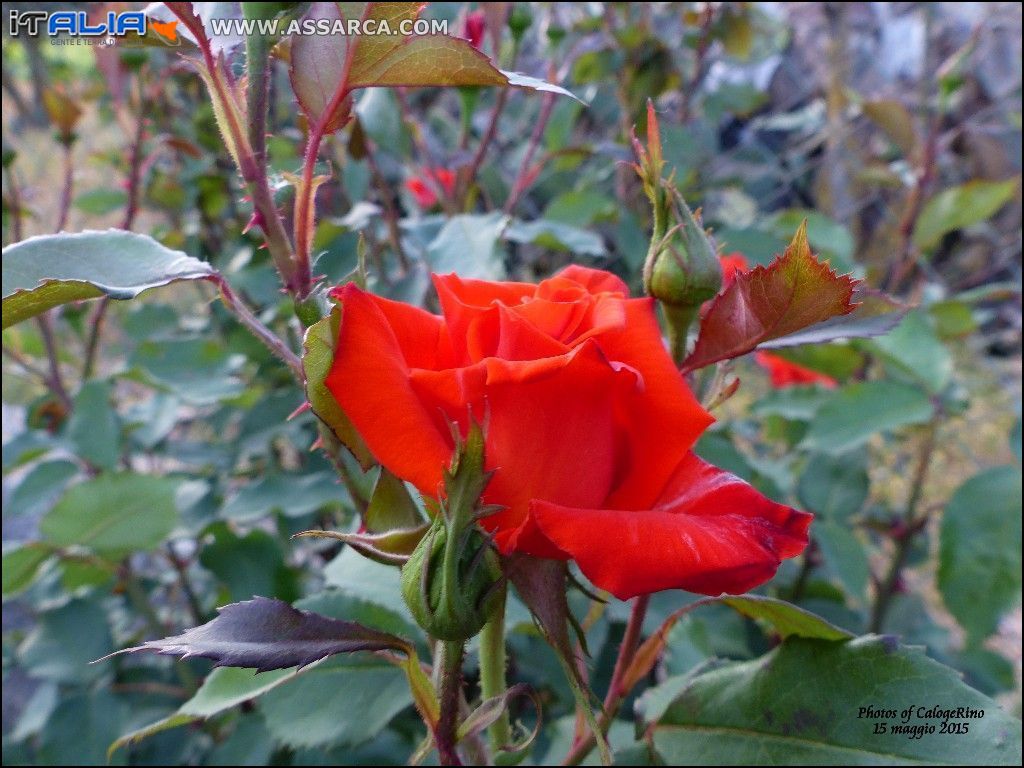 Maggio il mese delle rose