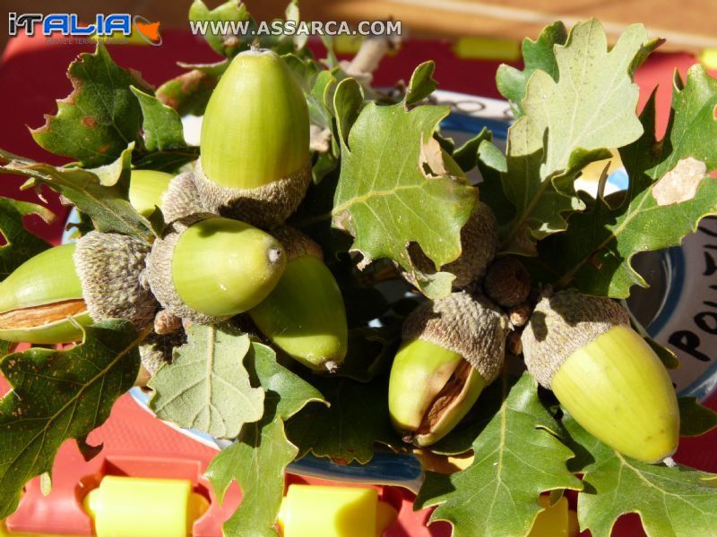 I frutti della quercia