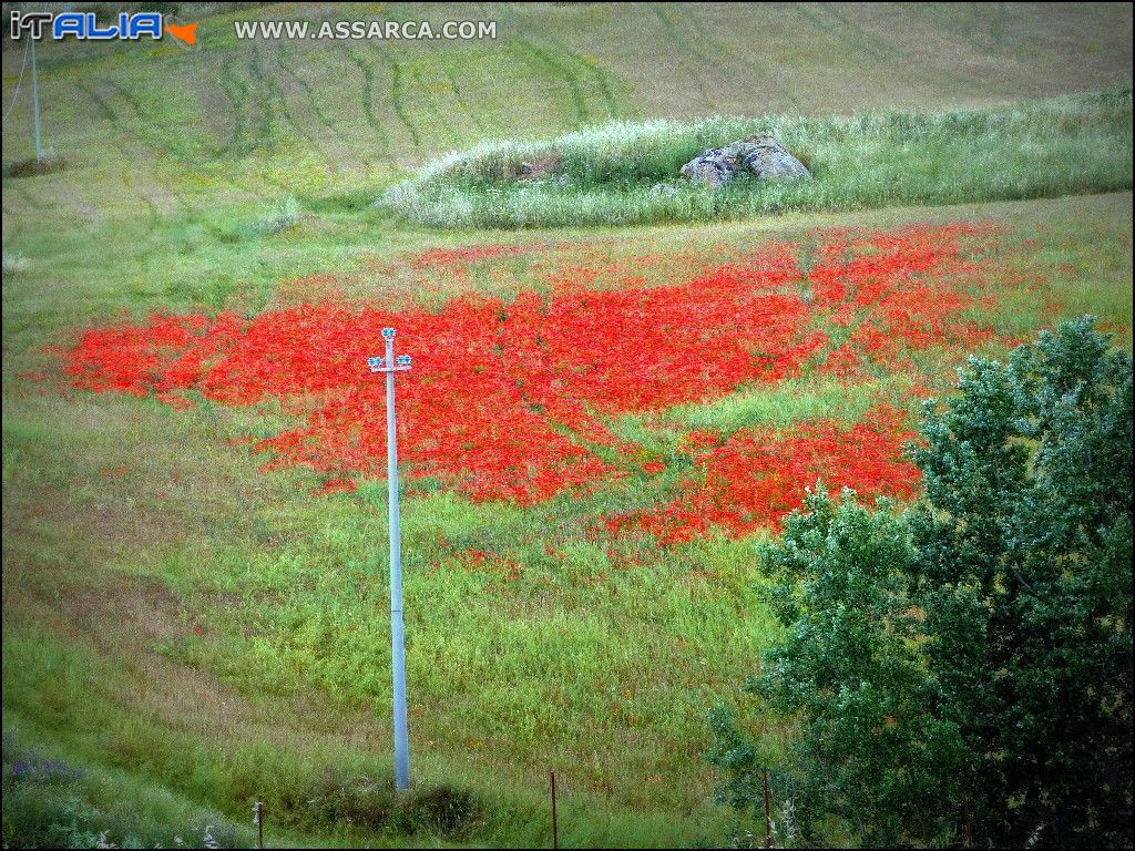 Campo di papaveri