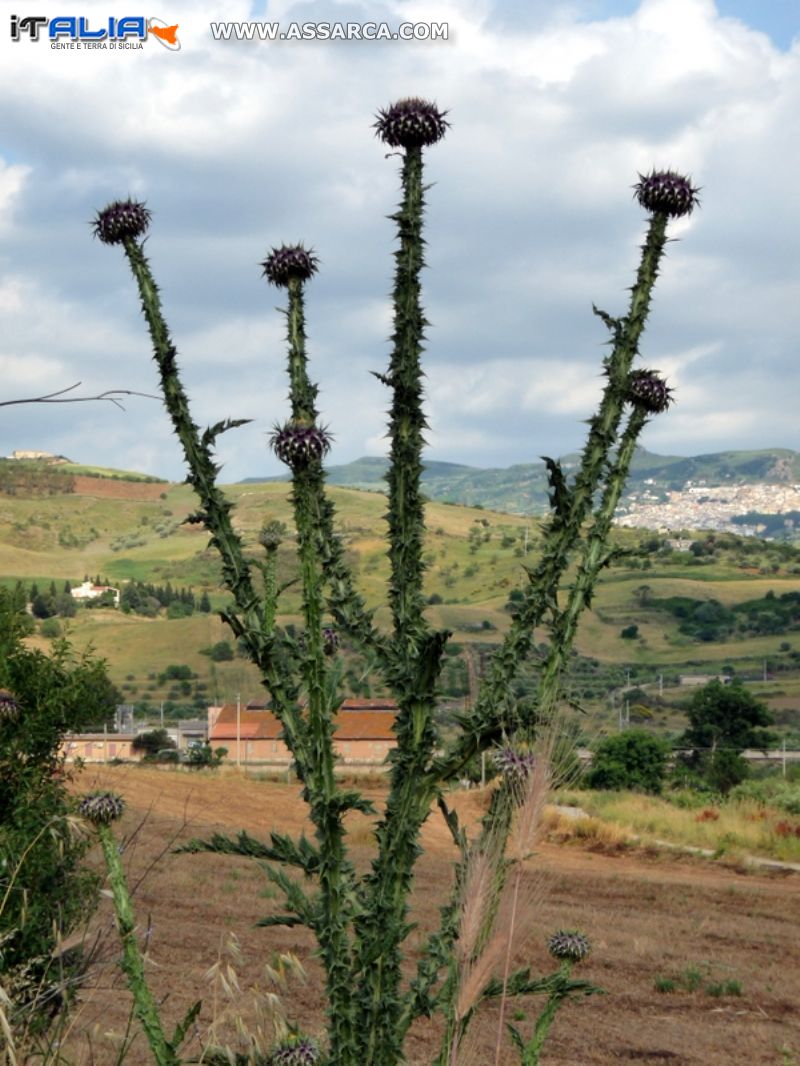 Quanta è bella la natura