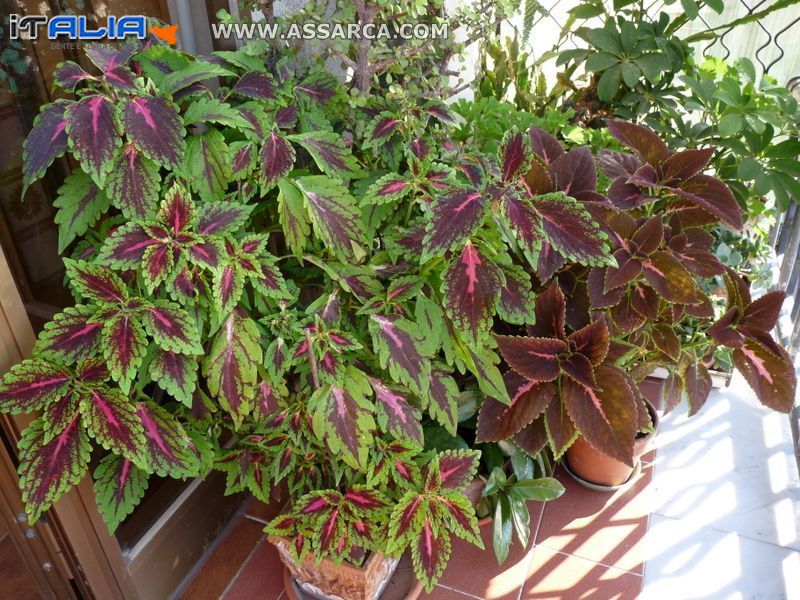 Coleus in miscuglio