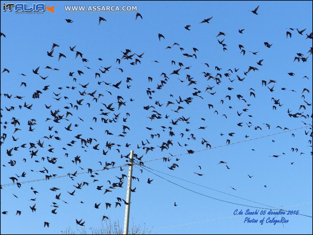 Stormo di uccelli.