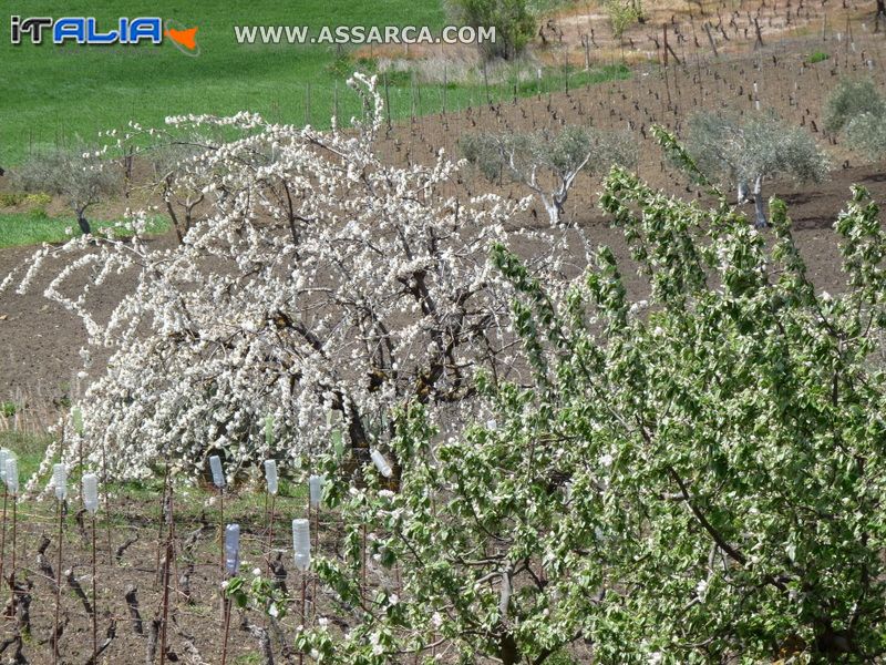 Bianco accostato al verde