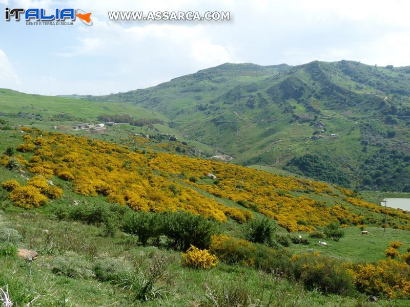 Cespugli di " Alastri " in piena fioritura.