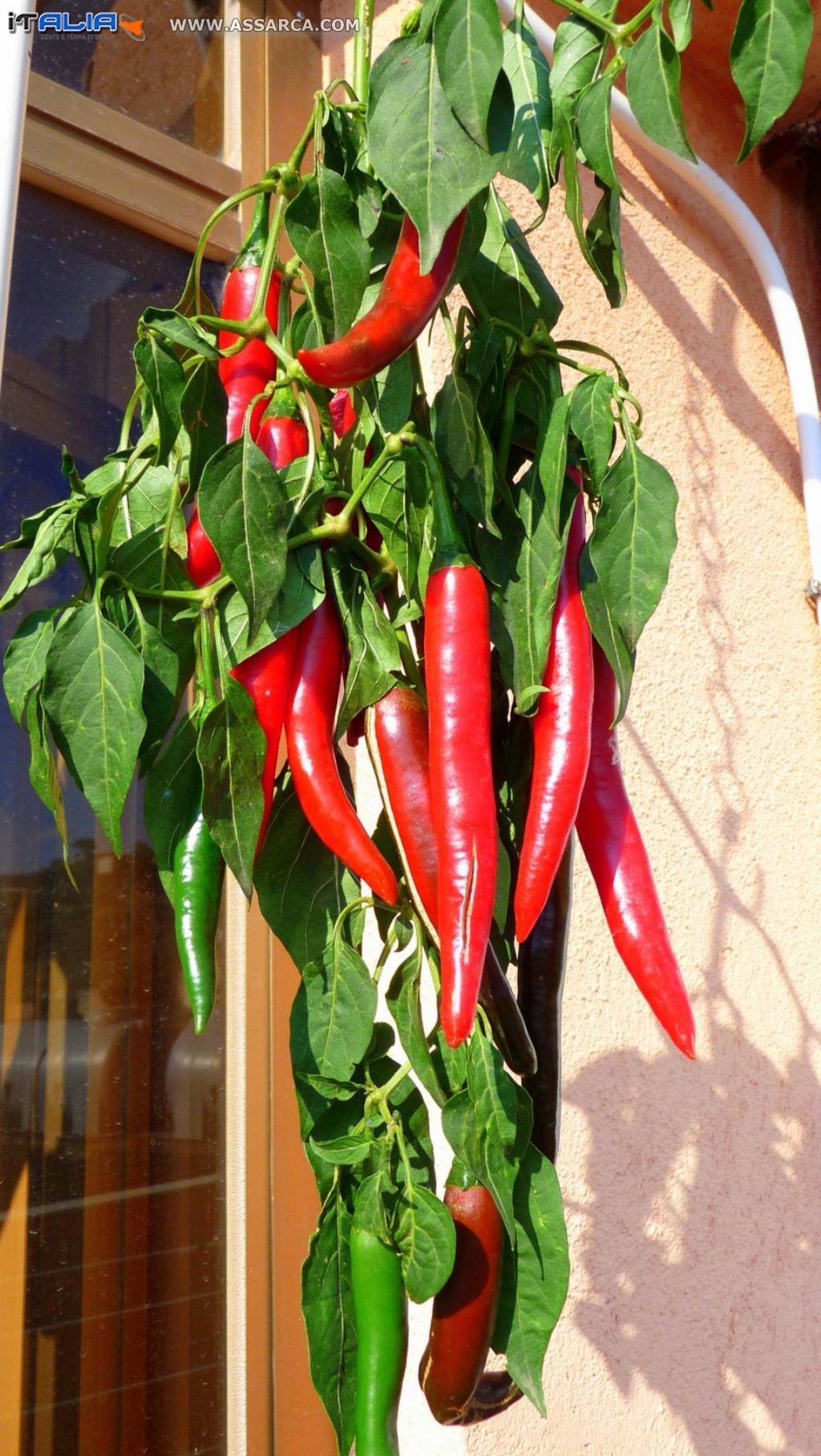 Peperoncino piccante