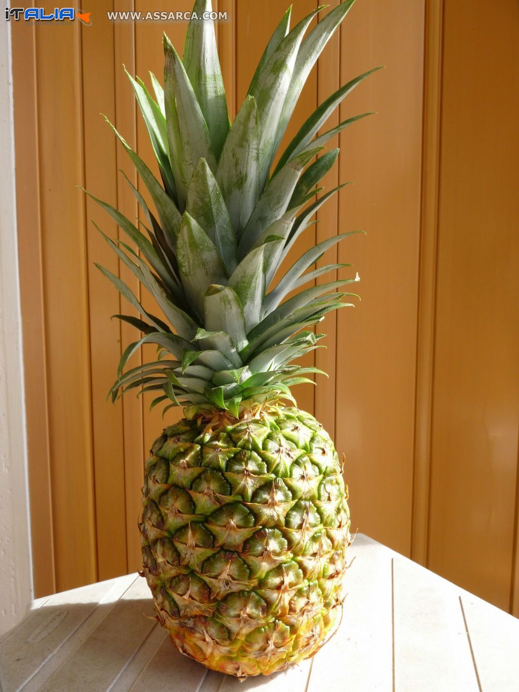 Frutto di Ananas