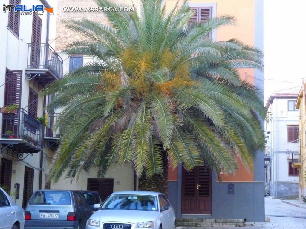 Le maestose palme di  Via Diaz