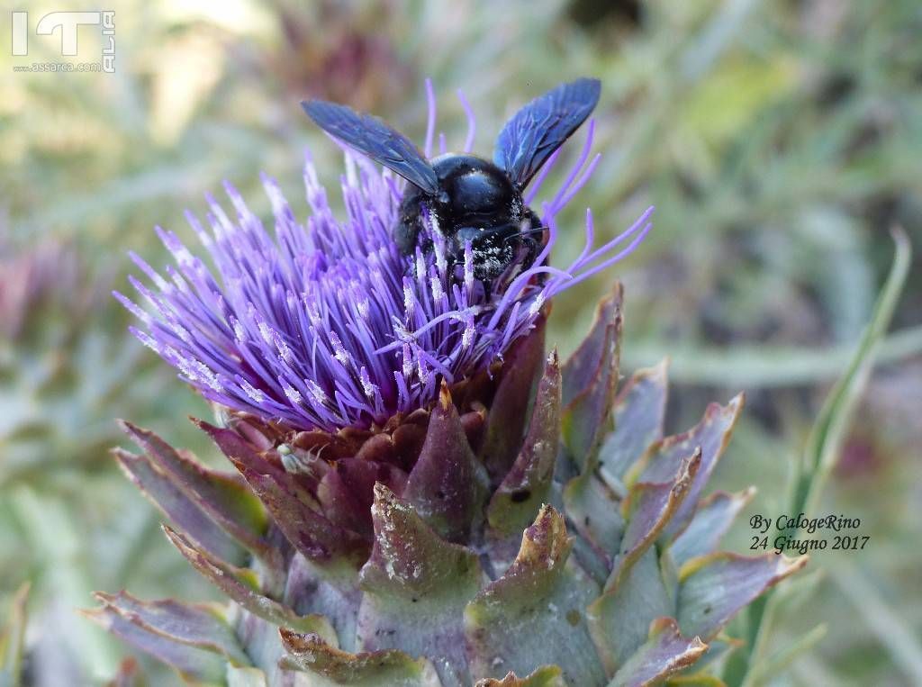 Volo del calabrone