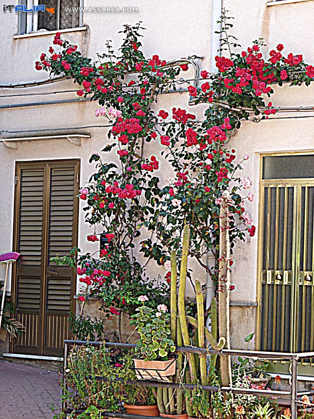 Le rose di Via Solito