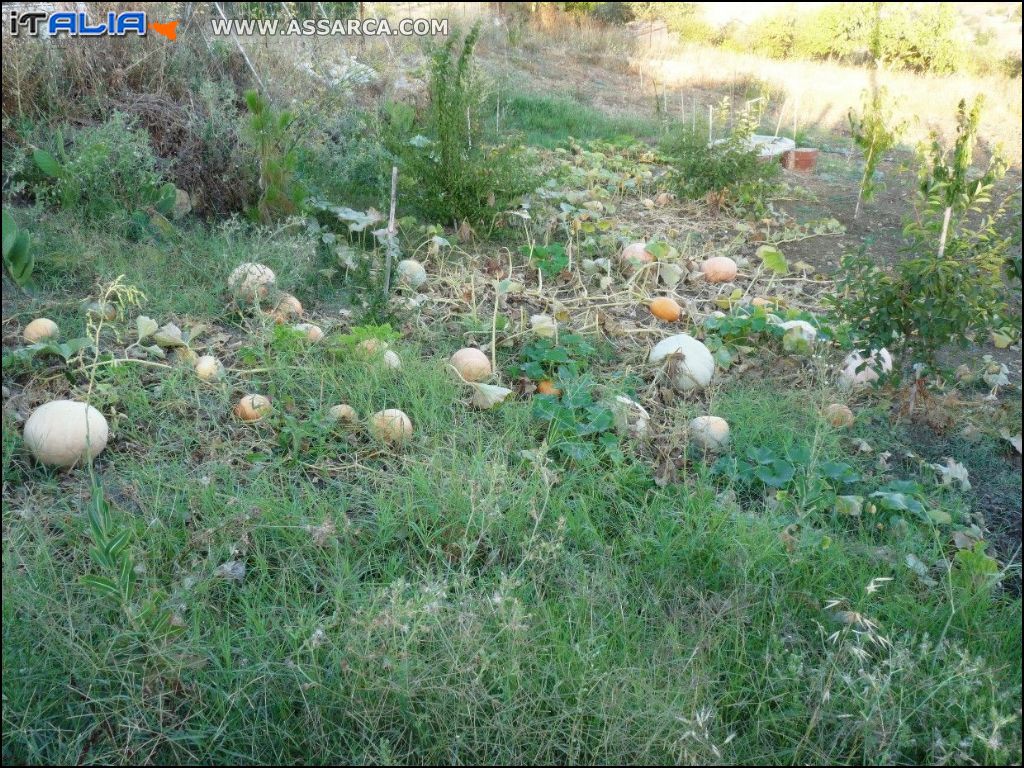 Zucchine d`inverno di varie grandezze.