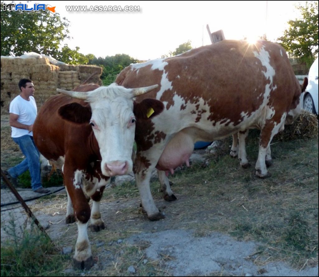 Meraviglioso mondo animale