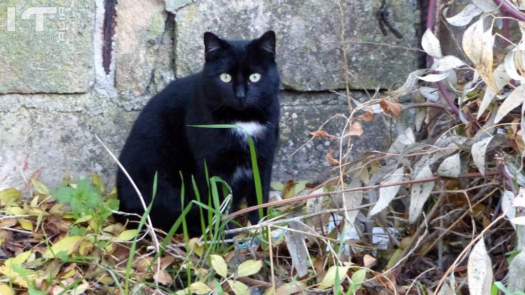 Avevo un gatto nero