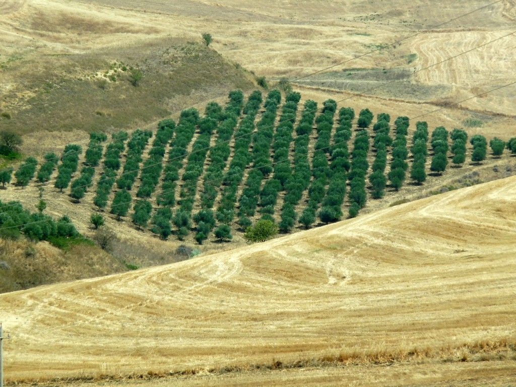 Piantagione di Ulivi.