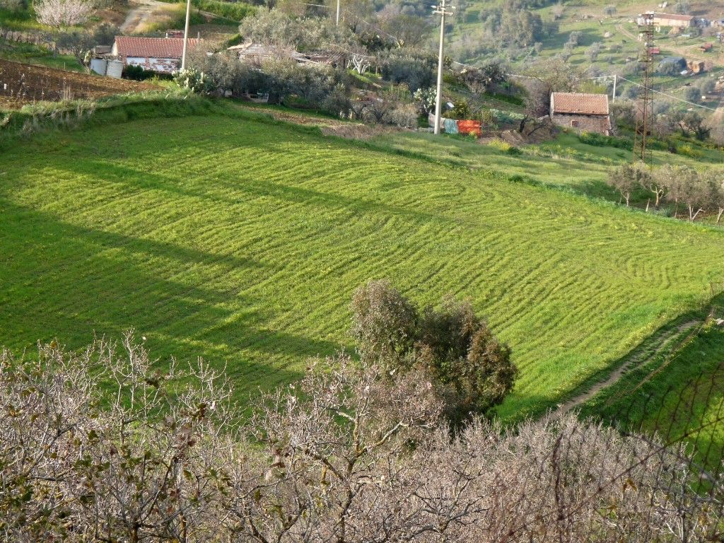 Il verde della campagna nel mese di Marzo