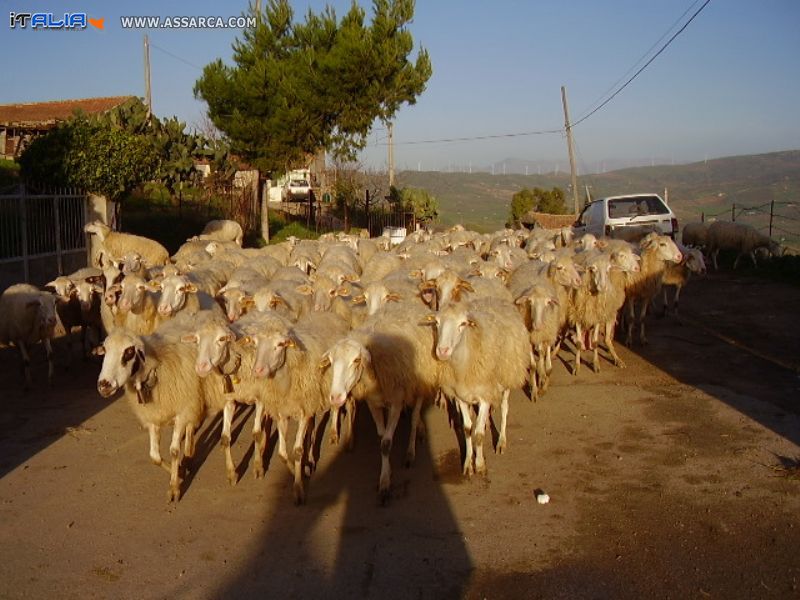Le pecore di Marcatobiamco.
