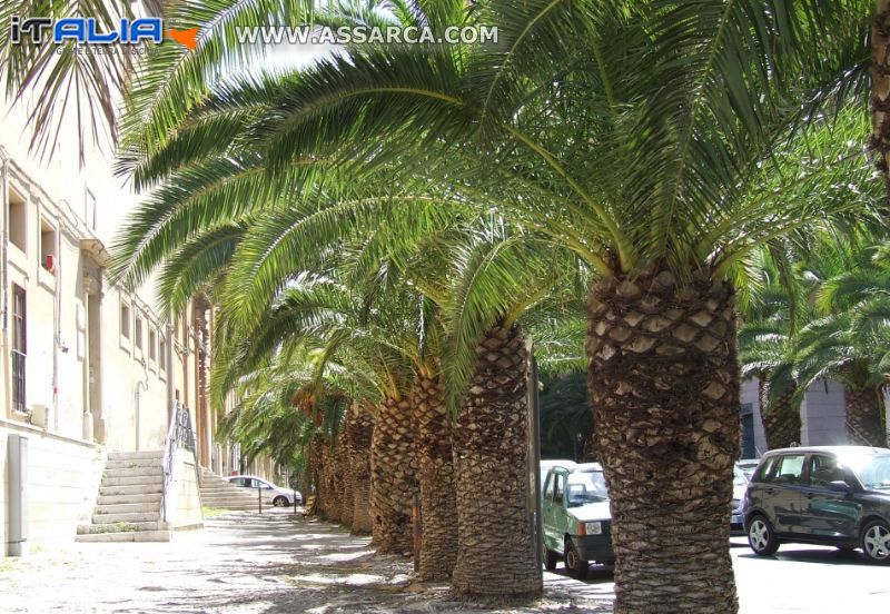 Palme a Termini Imerese