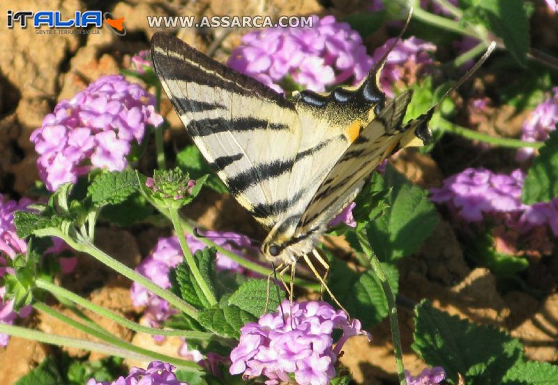 Papilio Macaonis