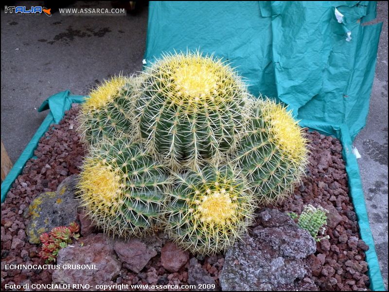 Echinocactus grusonil