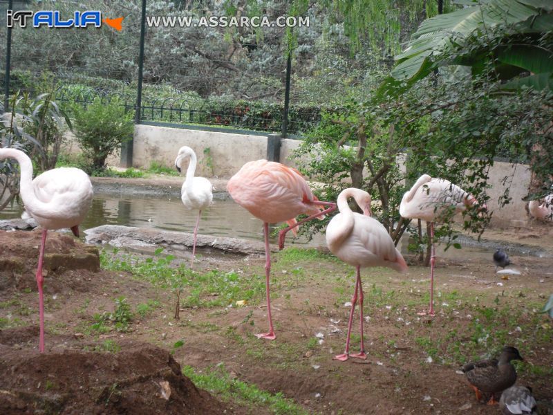 bellissimi fenicotteri rosa.