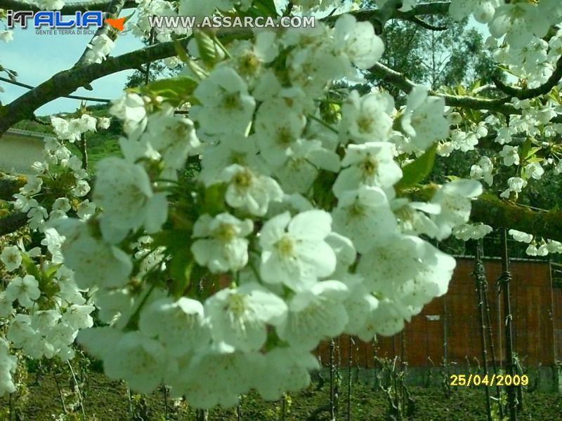 Fiori di ciliegio