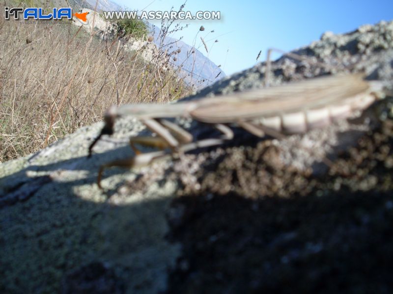 mandide religiosa che consuma il suo pasto