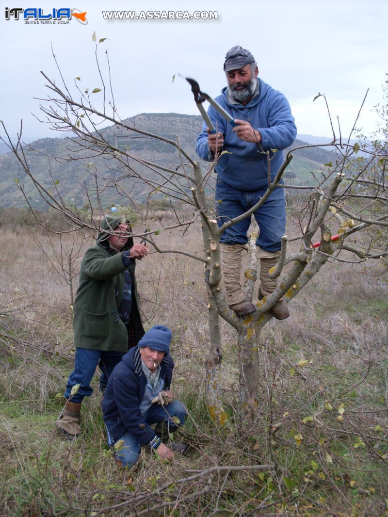 potatura alberi da frutto