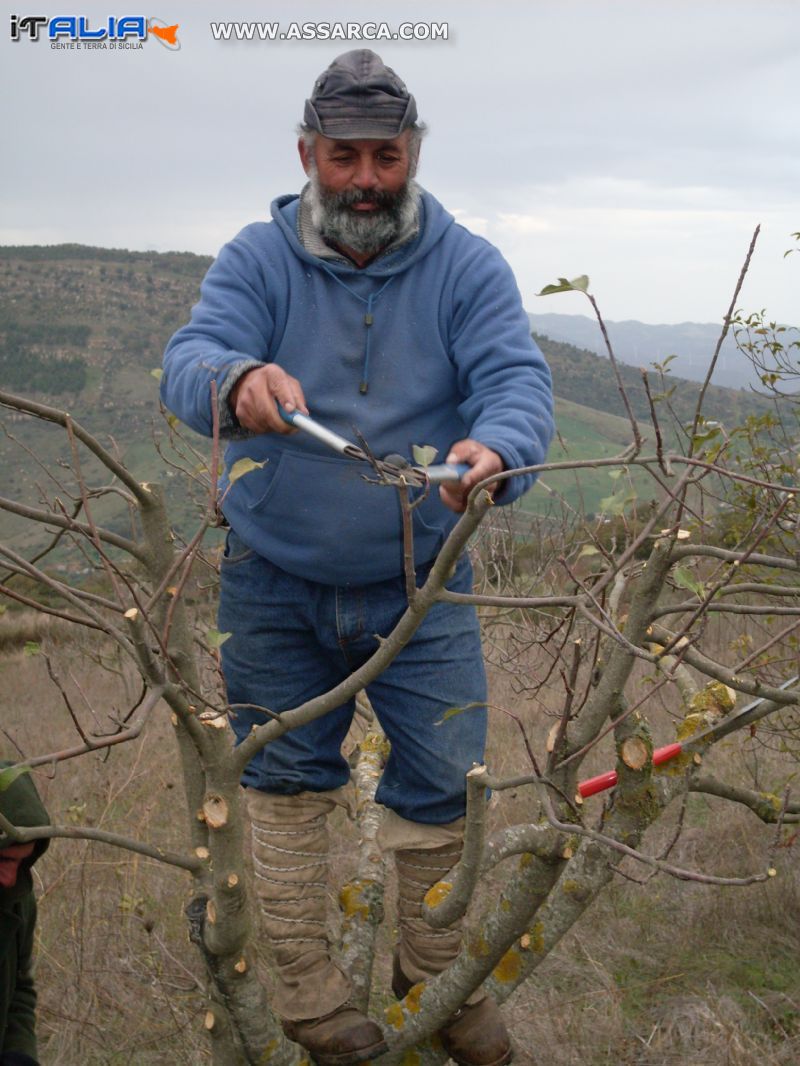 potatura alberi da frutto