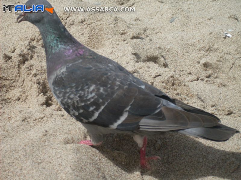 Piccione in spiaggia