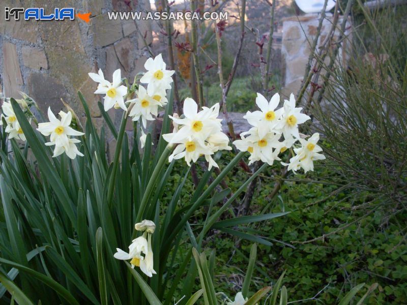 Assaggio di primavera