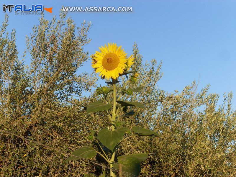 girasole di buon mattino