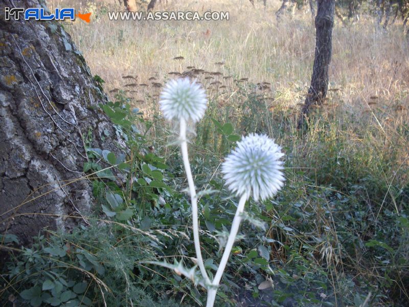 fiori secchi al bosco Roxiura