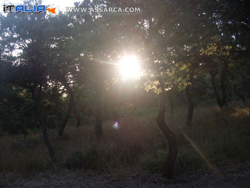 il sole al bosco Roxiura