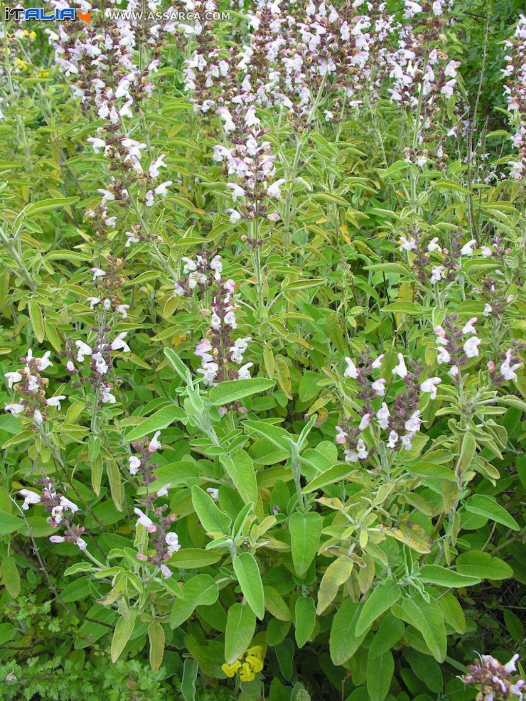 Salvia triloba ph fm 127