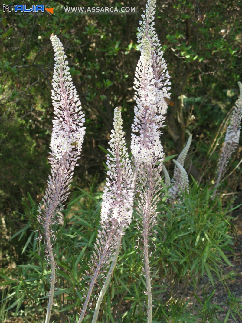 Scilla Marittima