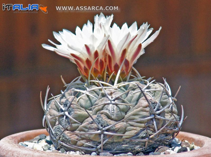 Thelocactus  Hexaedrophorus